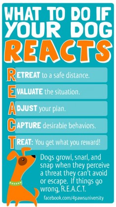  TRAINING TIP TUESDAY: Depending on the situation, the environment, the dog's history, the owner's physical abilities, etc., how to change behavior is going to vary for everyone. That said, this general advice applies to all behaviors that most dog owners consider "bad," whether it is on-leash reactivity, stranger-directed aggression, or just bad manners in general. Ideally, we take necessary steps