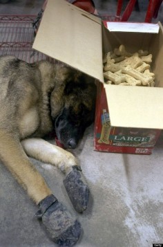 Micah, a German Shepherd from Connecticut, rests under the shade of a dog biscuit box in a firehouse opposite the World Trade Center after a 20-hour day spent searching fruitlessly for survivors amidst the wreckage of the former World Trade Center. (Photo by James Keivom/NY Daily News Archive via Getty Images)