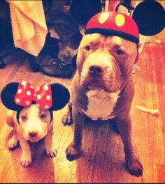 Mickey and Minnie Pitties