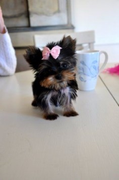Micro Teacup Yorkie Princess  9 oz at 11 weeks  AKC Registered  The Ultimate Pocket Puppy!  Sold