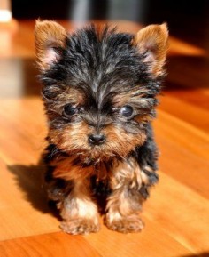 Micro Teacup Yorkie.  Tiny Tiny Tiny  9 oz. at 11 weeks  My new Mommy, in Mississippi, bought me for   Ten Thousand Dollars!  I'm so special!