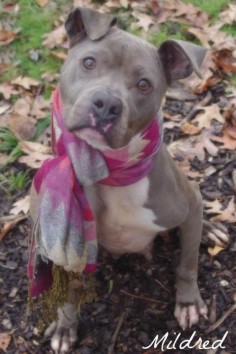 Mildred Pit Bull Terrier Mix • Young • Female • Medium Mahoning County Dog Pound & Adoption Center Youngstown, OH