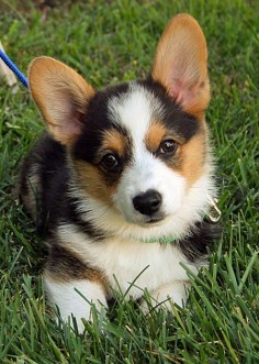 'Miles' ~ PUPPY'S BREED: Pembroke Welsh Corgi June ("The Daily Puppy," June 20, 2015 | Several mos. after our corgi Tod passed we decided to add a tri Pembroke Welsh Corgi puppy to our family. We named him Miles. He's very outgoing, confident & sweet. What a ball of energy he is! I know I'll be doubling my daily walks!