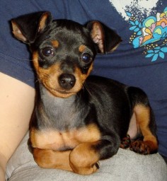 min pin Reminds me of "Dobbie G" when we first got him!!! Love him always!Never be another little "mandog" like him!!!