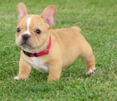 Mini French Bulldog Puppies | Cute French Bulldog puppies for sale . Picture