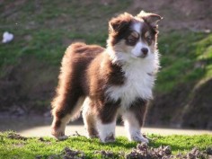 Miniature Australian Shepherd | CA Puppies | CA Mini Australian Shepherd Puppies | Australian Shepherd ...