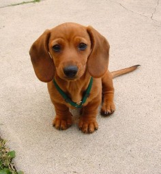 Miniature Mini Dachshund | Starring Rufus, my red smooth miniature dachshund | rufusontheweb