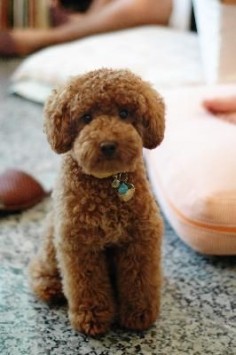 miniature poodle teddy bear cut - Yahoo Search Results