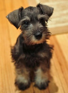 miniature schnauzer. from the Daily Puppy :)
