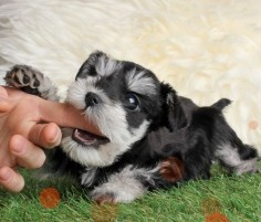 miniature schnauzer puppy!