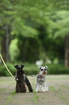 Miniature Schnauzers by With Clair & Sarah