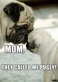 Mom, They Called me Pugly cute animals dogs adorable dog puppy animal pets funny animals pugs funny pets funny dogs pugly baby pug