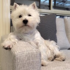 Monday's Mood! by emma_the_westie
