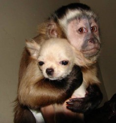 Monkey says, "This is MY chihuahua!" Chihuahua says, "I'm not so sure about this."