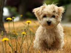 MORKIES are the adorable result of breeding a purebred Yorkshire Terrier with a purebred Maltese.
