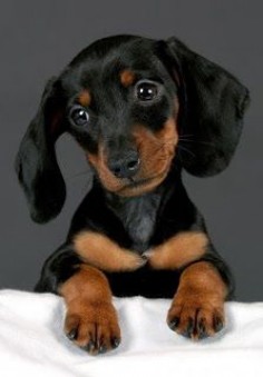 Most Popular Dachshund Names Click the picture to read