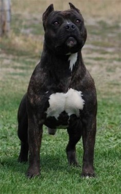 Mount Brier American Staffordshire Terriers