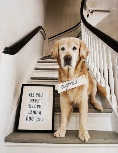 must love dogs