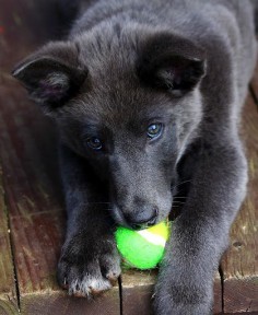 My Ball by Freda Nichols - Our little blue german shepherd playing with a tennis ball.  The look in her eyes is priceless. Click on the image to enlarge.
