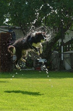 My Bearded Collie used to do this either under the hose or when it rained. He loved water!