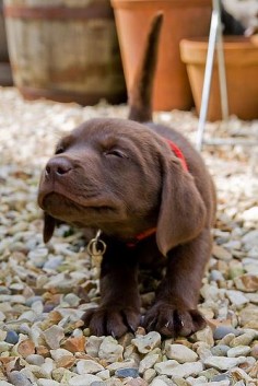 My chocolate labs growing up were the best. that's why I can't get another one- nothing will compare.