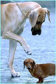 My Dane does this to little dogs she looks just like that!