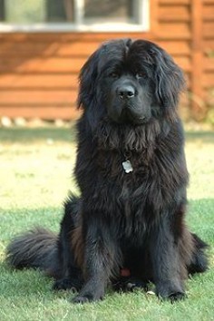 My dream dog: Newfoundlander. Just need to find a money tree to afford to feed it and have a yard big enough for it!