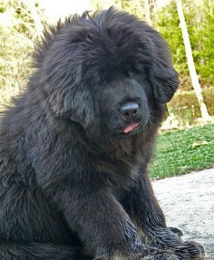 my dream dog (tibetan mastiff puppy)