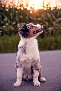 my favourite ♥ Australian Shepard dog #dog #shepherd #animal