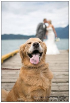 My friends got married last summer. Theyre dog was just as happy for them as the humans attending.