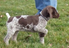 My German Shorthair Pointer, Raskol, our buddy for 13  him  pic reminds me of how he looked when I got him at 11  at that point!..so cute