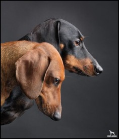 My grandmother had a wiener dog.  I love hounds of all sizes - adorable!