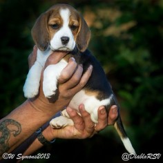 My lovely beagle puppy