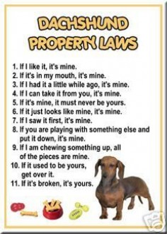 My miniature daschund does all of these!!! Oh how I love him so!!!!!