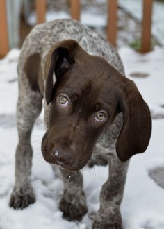 My names Copper! I'm a hound dog! :)