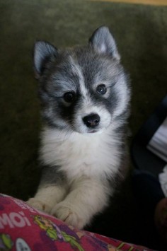 My next dog!! Pomeranian mixed with a husky what a perfect combination