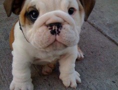 My next dog right here.