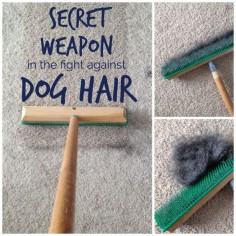 My Secret Weapon that Picks Up More Dog Hair | Teal and Lime | Bloglovin’