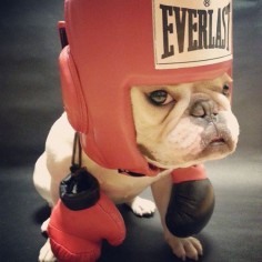 "My Trainer Keeps Telling Me I'm a Boxer, not a French Bulldog"..... "now I Just Dont