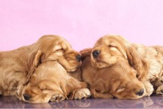 Napping Golden Retriever puppies