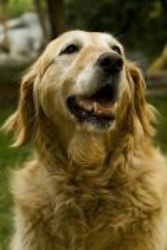 Natural Remedies and Relief for Dogs with Arthritis, Joint Pain, Hip Dysplasia and Shoulder OCD