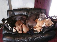 Never too crowded for more love! #dogs #pets #Pitbulls 