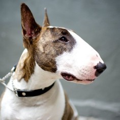Neville, Bull Terrier, Spring  Crosby St, New York, NY @Neville Jacobsohn//the dogist