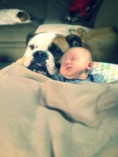 New Baby and a New Friend #english #bulldog #englishbulldog #bulldogs #breed #dogs #pets #animals #dog #canine #pooch #bully #doggy #love #friends #friendship