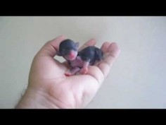 newborn chihuahua
