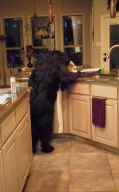 Newfie looking for something good to eat