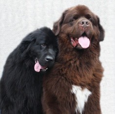 Newfies