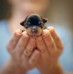 Newly Born by Danielle Hughson. #Photography #Puppy