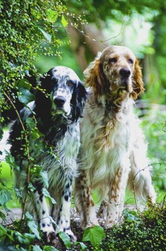 no finer dog than an English Setter- lazy in the house, SO LOVING to all, great field dog if you hunt, super walking/running companion, no slobber, minimal shed, hearts of gold
