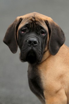"No one appreciates the very special genius of your conversation as the dog does." Christopher Morley. Mastiff.